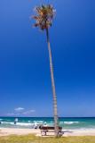 Palm at Dee Why