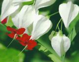 Butterflies Love the Bleeding Hearts
