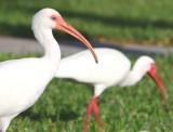 Friendly but wary White Ibis