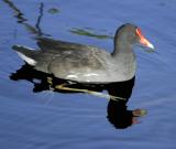 Daddy MoorHen keeping a watchful eye
