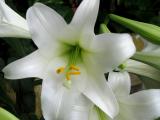 Lily at Easter.jpg(134)