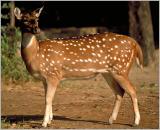Chital, Keodaleo Ghana