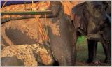 Mother and Baby, Kaziranga