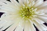 White spider mum.jpg