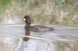 Lesser Scaup