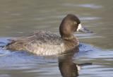 Lesser Scaup (F, breeding)