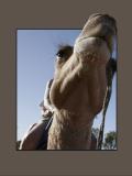 Camel Riding