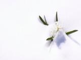 Blossoms In The Snow