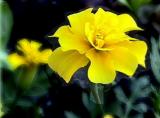 marigold