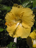 Yellow Hibiscus.