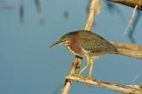 167 Grenn Heron