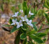 Daphne 'Carol Mackie'