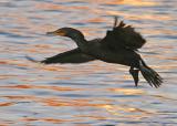 Double-Crested Cormorant