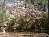 One of the many Galle monuments along the roads and trails at Callaway Gardens - Rhododendron canescens.