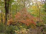 Oxydendrum arboreum (Sourwood)