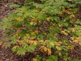 Acer palmatum 'Aconitifolium'
