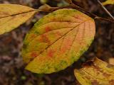 Stewartia pseudocamellia