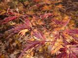 Acer palmatum 'Seiryu'