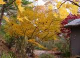 Acer palmatum linearilobum 'Atrolineare'