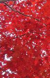 Acer palmatum 'Bloodgood'