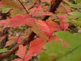 Acer griseum