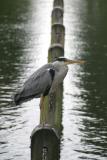 Hyde Park