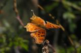 Hoary Anglewing (Polygonia gracilius zephyrus)