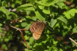Western Pine Elfin (Callophrys eryphon fusca)