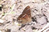 Thicket Hairstreak (Callophrys spinetorum spinetorum)