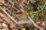 Siva Juniper Hairstreak (Callophryus gryneus siva)
