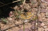 Theona Checkerspot (Chlosyne theona thekla)