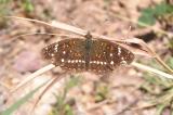 Texan Crescent (Anthanassa texana texana)