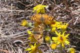 Mylitta Crescent (Phyciodes mylitta arizonensis)