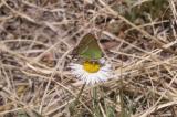 Silver-banded Hairstreak (Chlorostrymon simaethis simaethis)