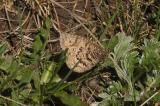 Alberta Arctic (Oeneis alberta daura)