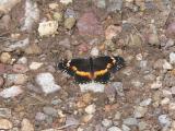 Bordered Patch (Chlosyne lacinia crocale)