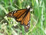 Monarch (Danaus plexippus plexippus)