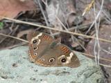 Common Buckeye (Junonia coenia)
