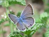 Reakirt's Blue (Echinargus isola)