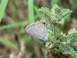 Ceraunus Blue (Hemiargus ceraunus gyus)