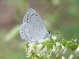 Southwestern Azure (Celestrina echo cinerea)