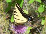 Two-tailed Swallowtail (Papilio multicaudata)