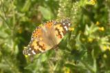 Painted Lady (Vanessa cardui)