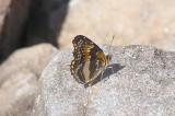California Patch (Chlosyne californica)