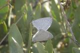 Southwestern Azure (Celestrina echo cinerea) - coupled pair