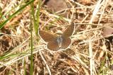 Arctic Blue (Plebejus glandon punctatus)