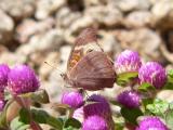 Common Buckeye (Junonia coenia)