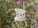 Ceraunus Blue (Hemiargus ceraunus gyus) - coupled pair