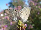Ceraunus Blue (Hemiargus ceraunus gyus) - coupled pair