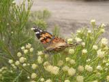 Painted Lady (Vanessa cardui)